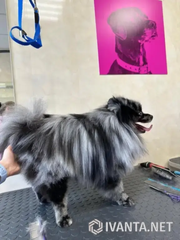 Шпиц, мальчик 5 лет