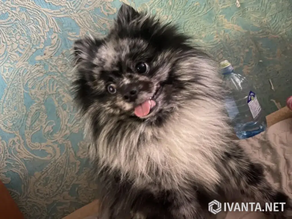 Шпиц, мальчик 5 лет