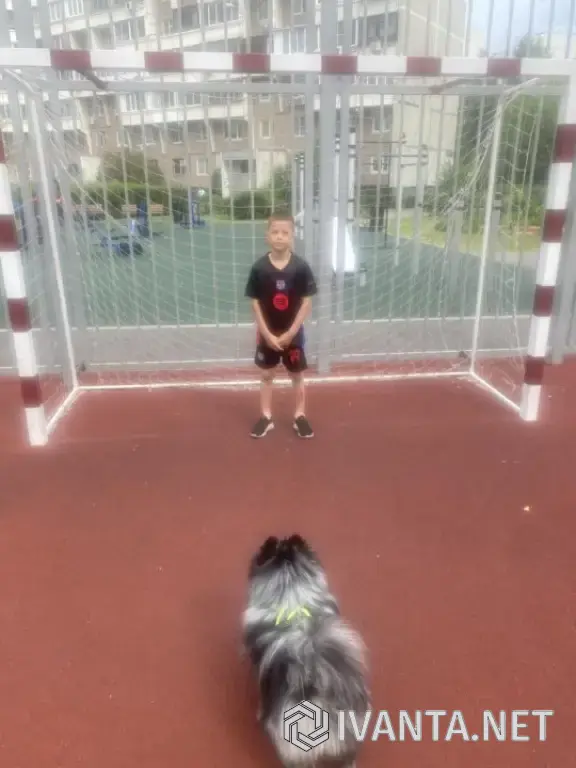 Шпиц, мальчик 5 лет