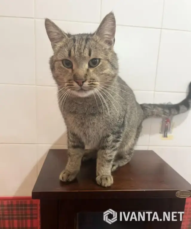 Молодой котик в добрые руки