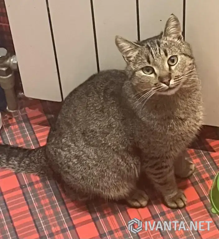 Молодой котик в добрые руки