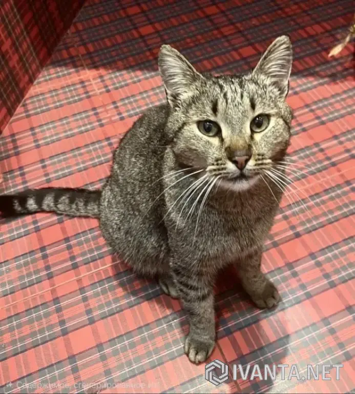 Молодой котик в добрые руки