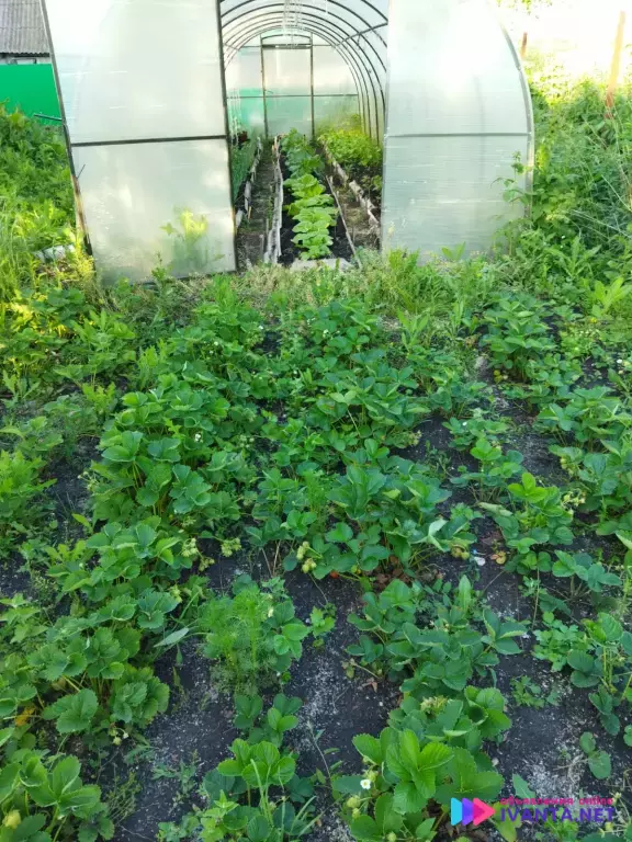 Дом + участок в с. Белое Озеро