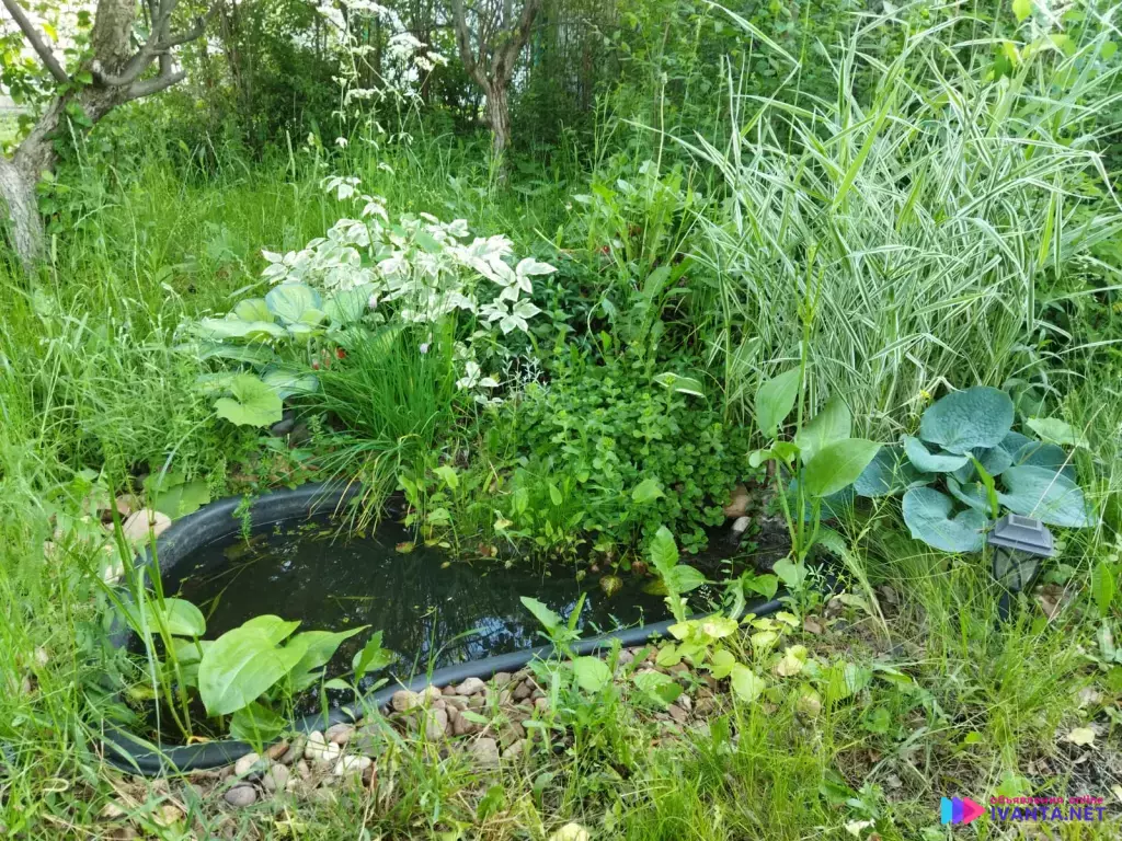 Дом + участок в с. Белое Озеро