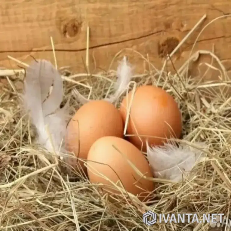 Яйцо домашнее двух желтковое.