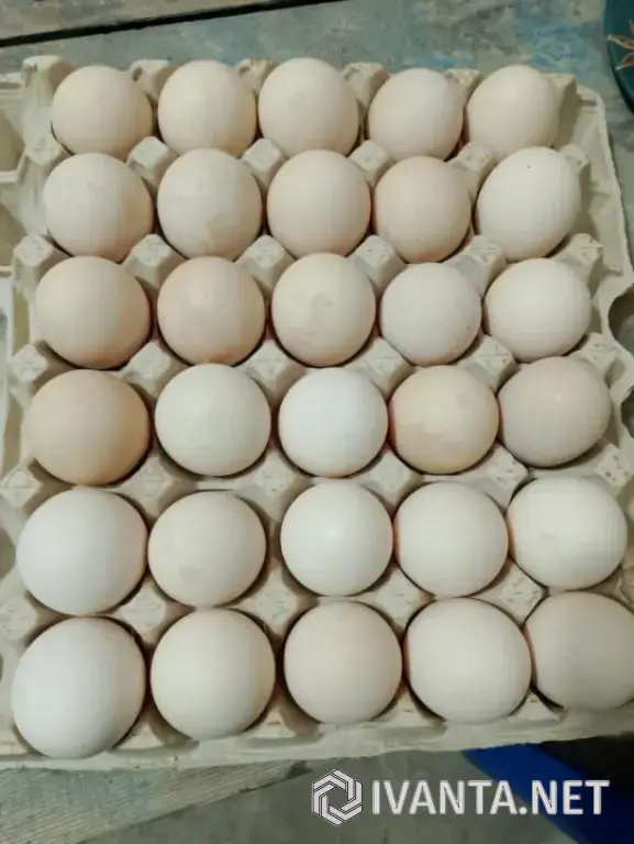 Яйцо домашнее двух желтковое.