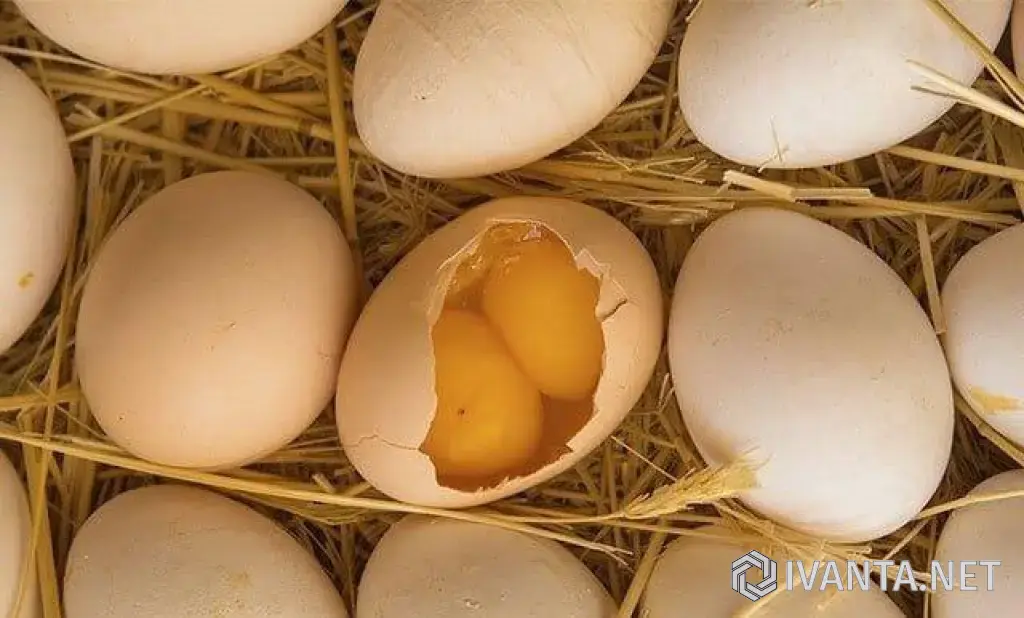 Яйцо домашнее двух желтковое.