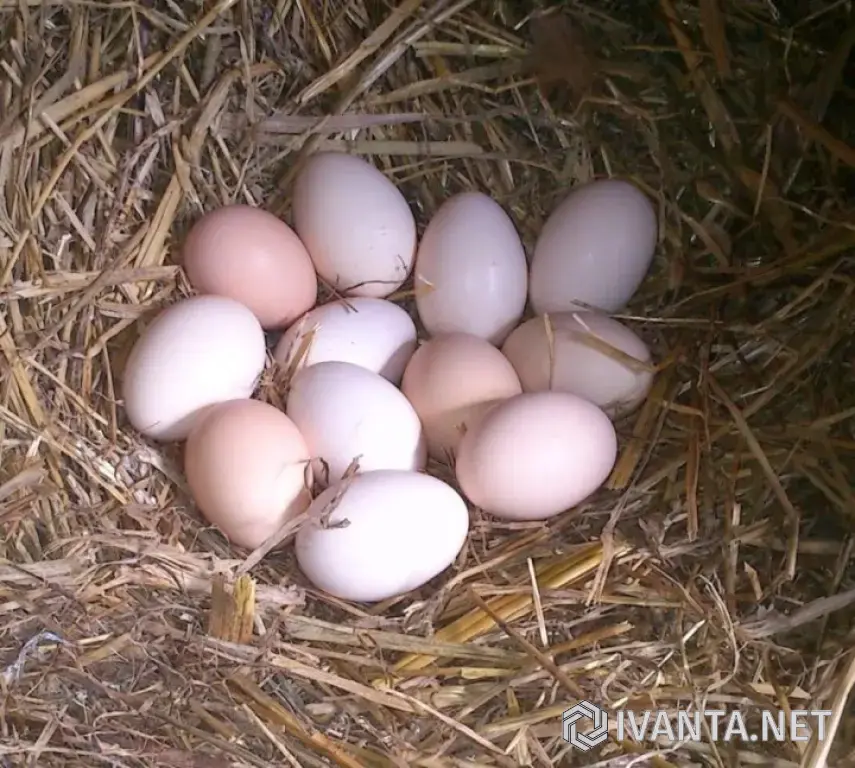 Яйцо домашнее двух желтковое.