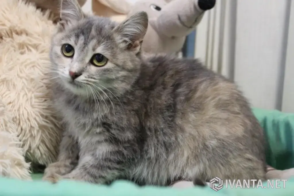 Предлагается котенок в заботливые руки.