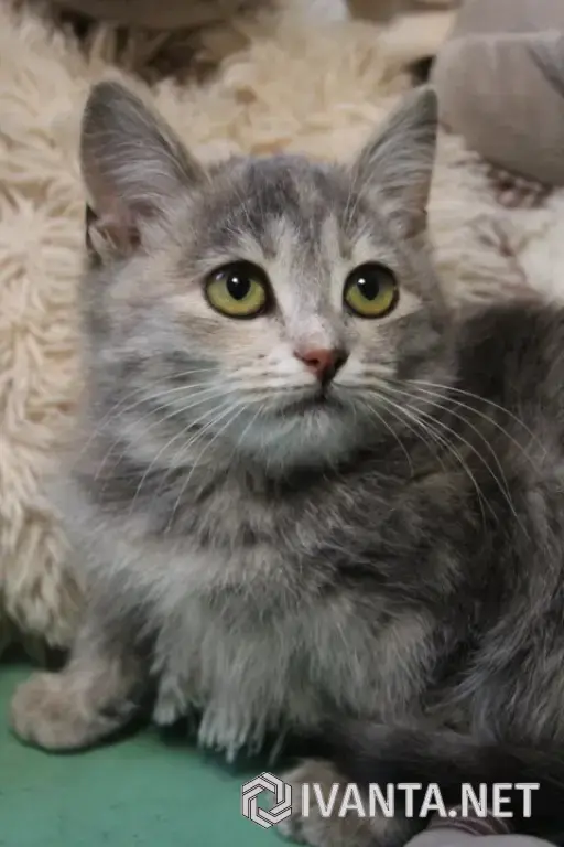 Предлагается котенок в заботливые руки.