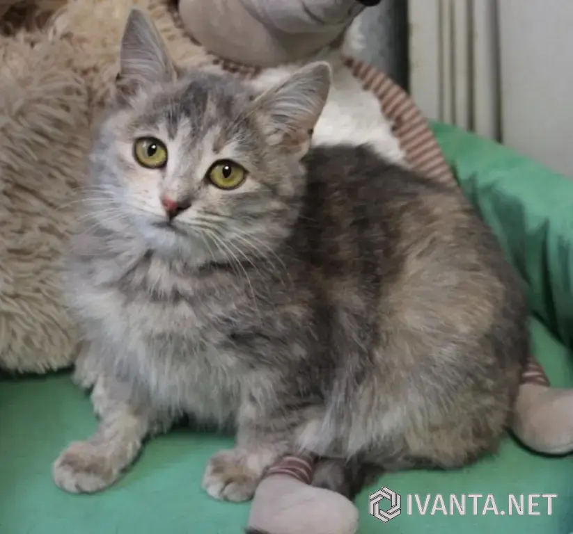 Предлагается котенок в заботливые руки.