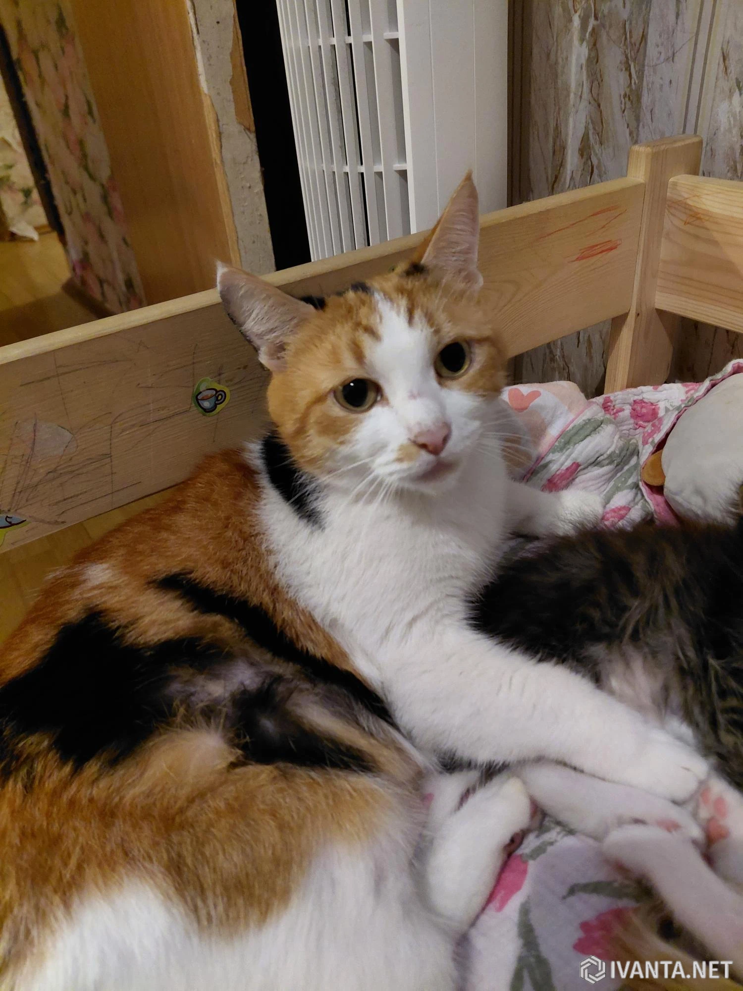 Раздам котят от домашней кошки - Кошки - Ivanta.net