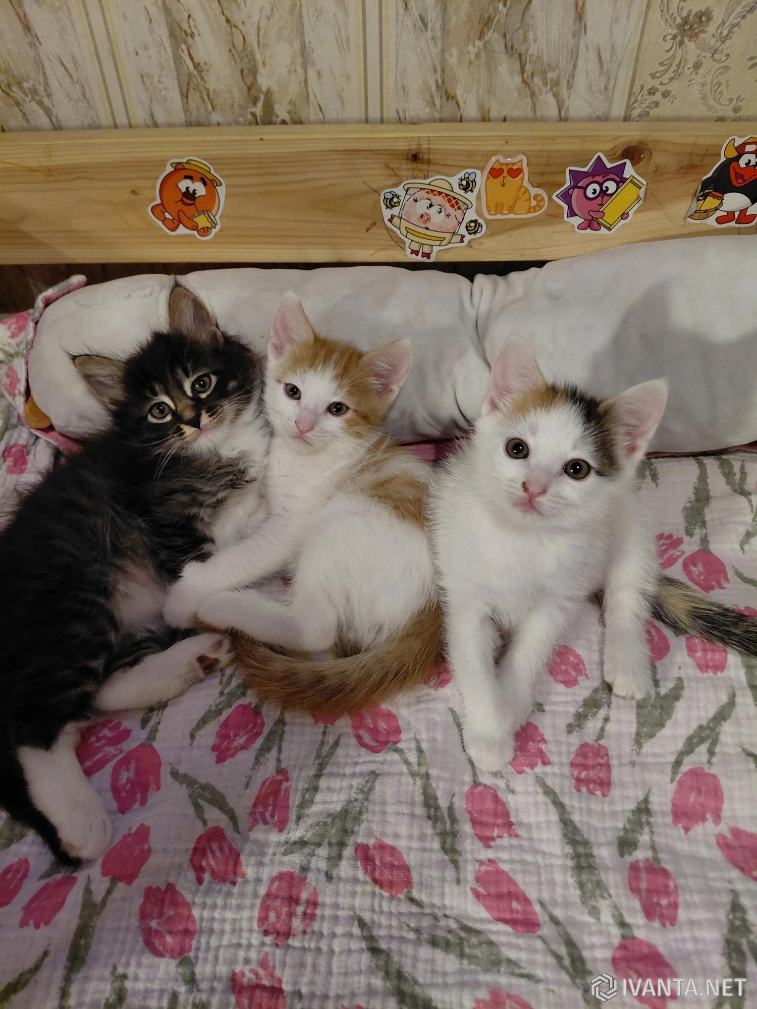 Раздам котят от домашней кошки - Кошки - Ivanta.net