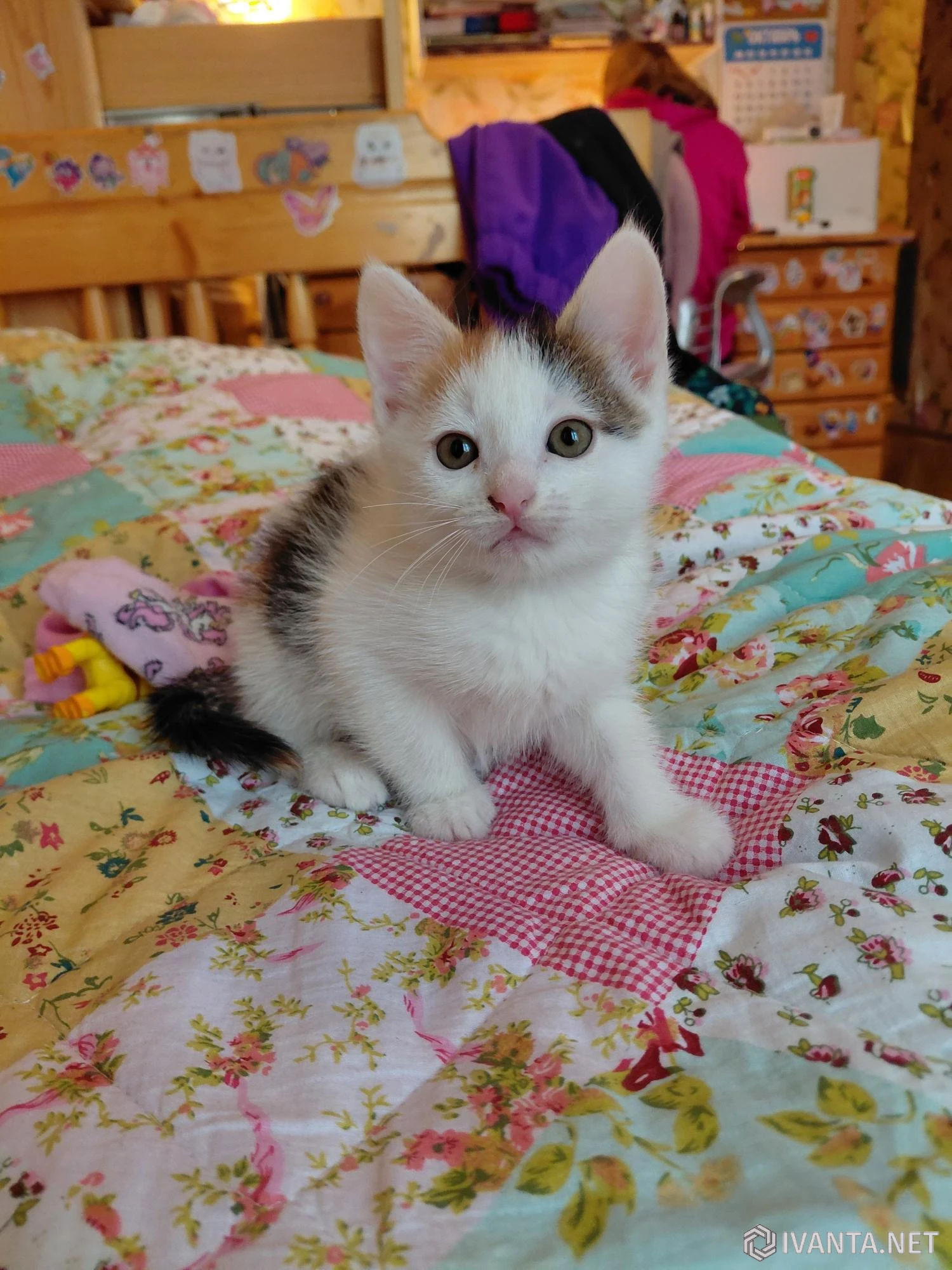 Раздам котят от домашней кошки - Кошки - Ivanta.net