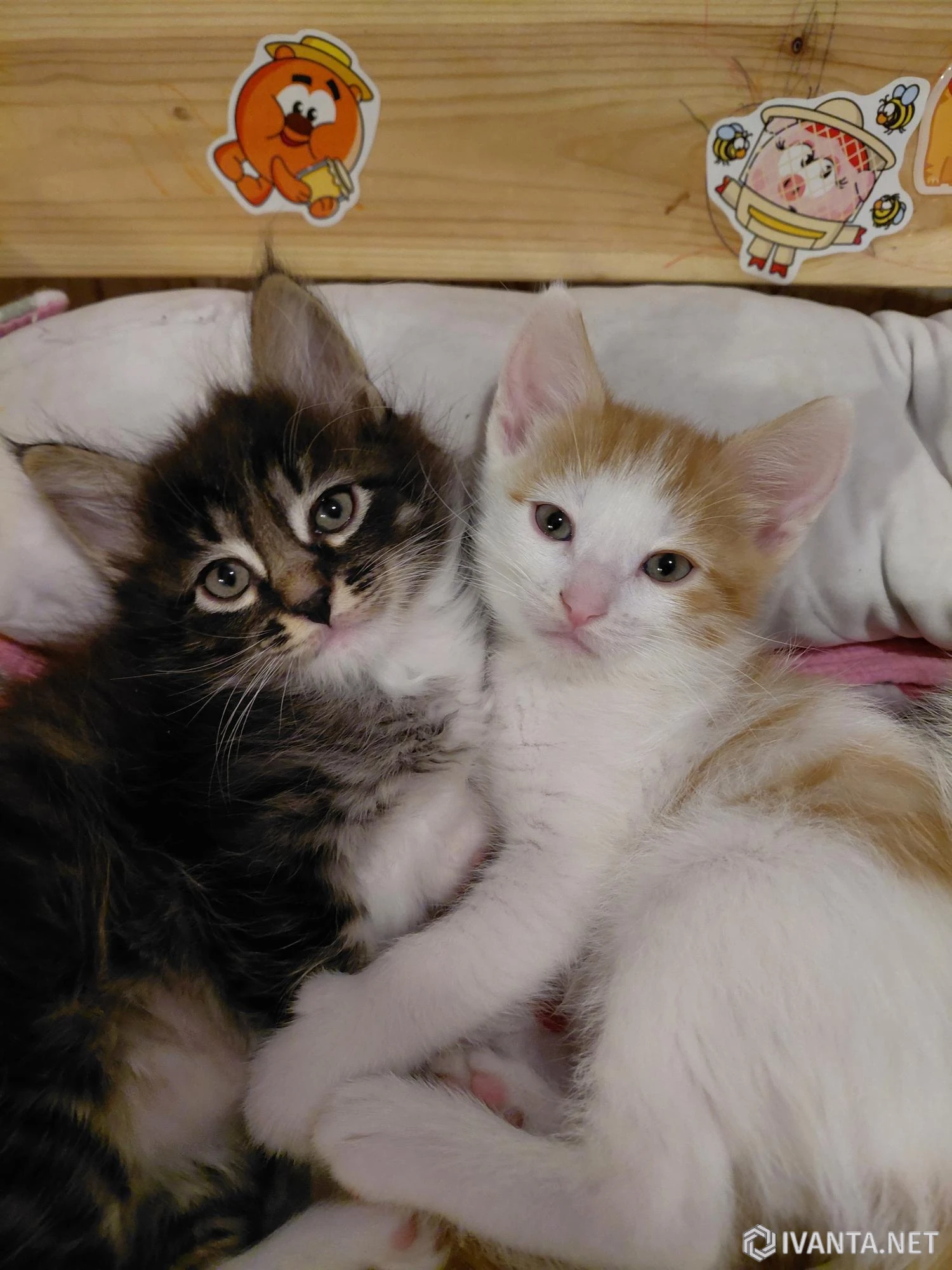 Раздам котят от домашней кошки - Кошки - Ivanta.net