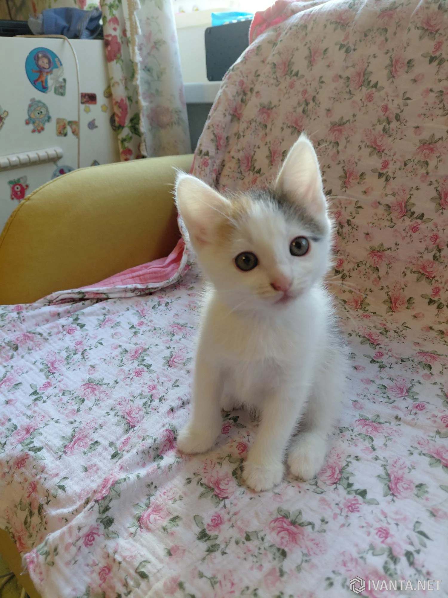 Раздам котят от домашней кошки - Кошки - Ivanta.net