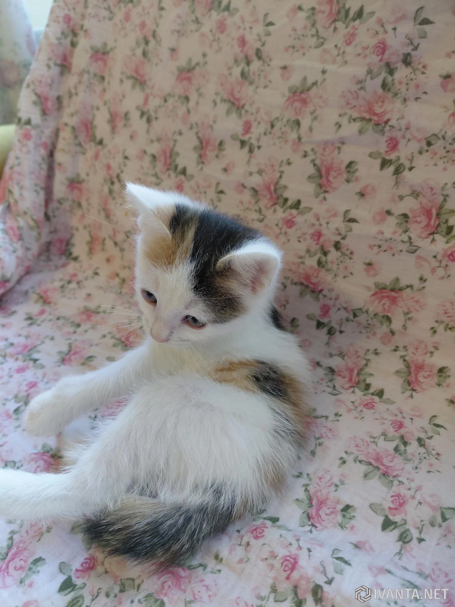 Раздам котят от домашней кошки - Кошки - Ivanta.net
