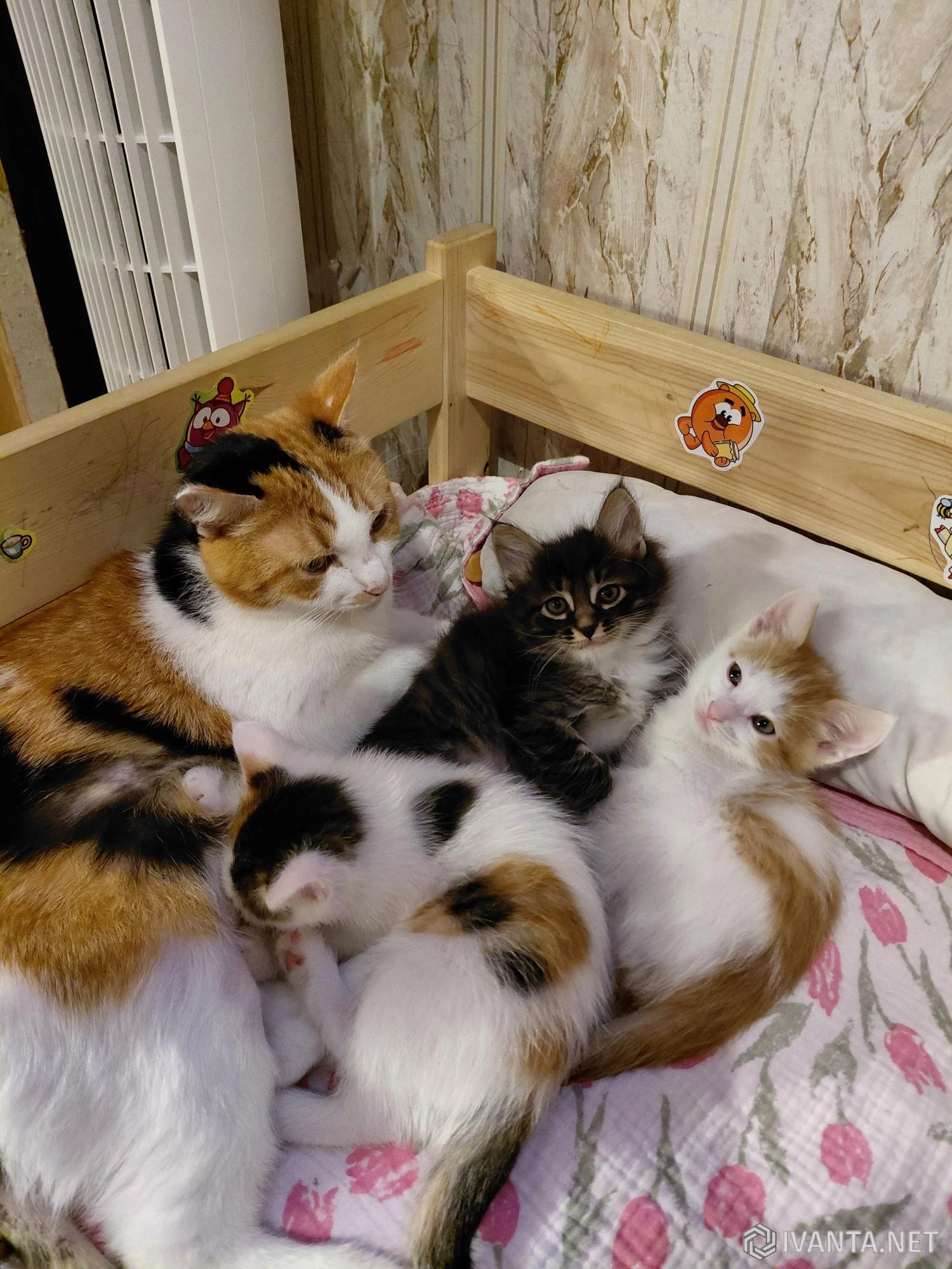 Раздам котят от домашней кошки - Кошки - Ivanta.net
